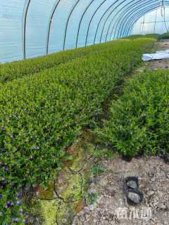 高度20厘米细叶萼距花