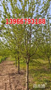 10公分北美海棠