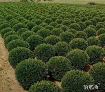 冠幅60厘米桧柏球