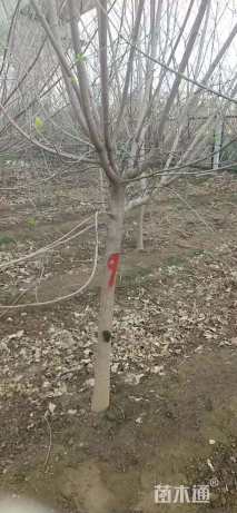 高度350厘米蜡梅