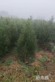 高度250厘米侧柏