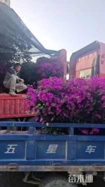 高度80厘米紫花三角梅