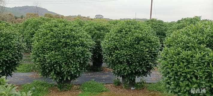 高度180厘米非洲茉莉