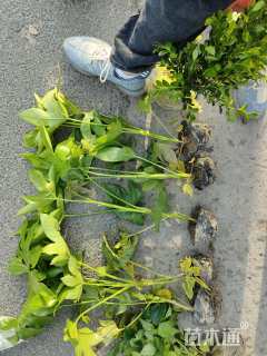 高度40厘米八角金盘