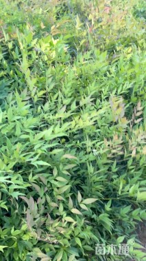 高度32厘米南天竹