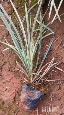 高度25厘米丽蚌草