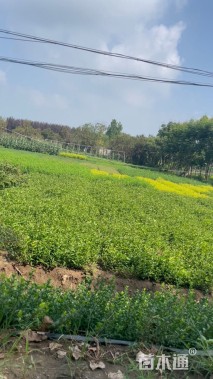 高度50厘米红王子锦带
