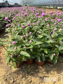 高度25厘米千日红