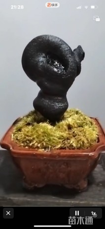 高度8厘米金弹子