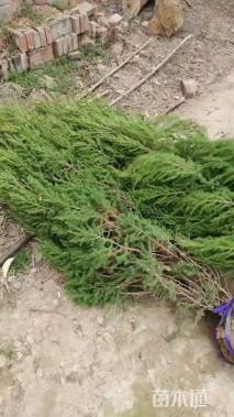 高度150厘米河南桧