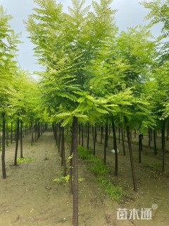 15公分香花槐
