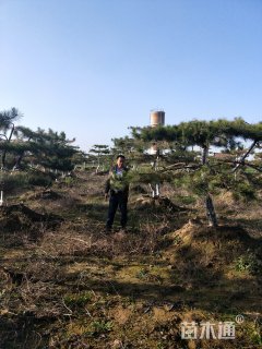 高度250厘米油松
