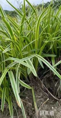 高度25厘米金边麦冬