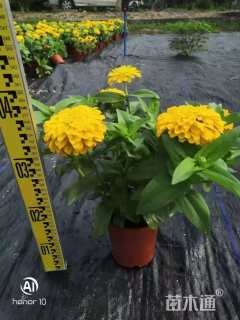 高度30厘米百日草