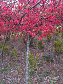 高度50厘米贴梗海棠