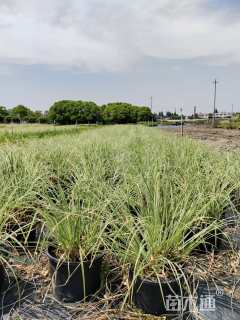 高度100厘米花叶蒲苇