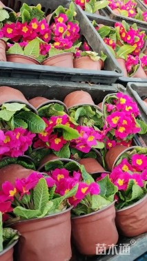 高度15厘米报春花