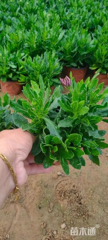 高度15厘米南非万寿菊