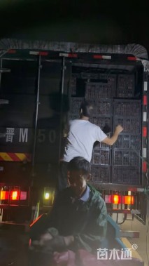 高度20厘米三七景天