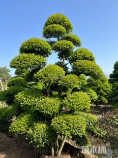 高度300厘米小叶女贞