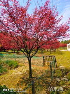 高度3000厘米日本红枫-红舞姬