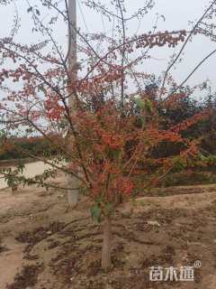 高度200厘米印第安魔力海棠