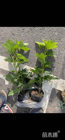 50厘米熊掌木