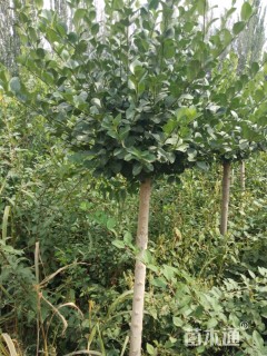 高度250厘米胶东卫矛