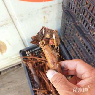 高度60厘米芍药