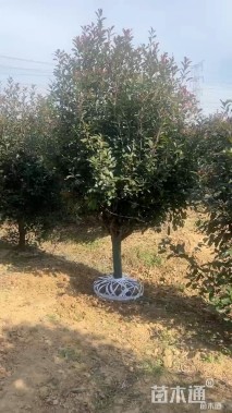 3公分石楠