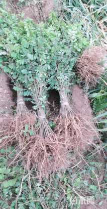 高度30厘米紫穗槐