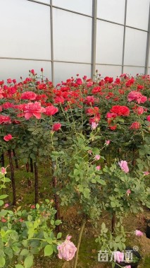 3公分嫁接树状月季