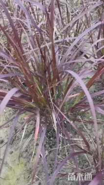 高度40厘米紫叶狼尾草