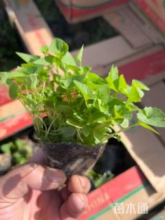 高度8厘米紫花地丁