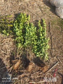 高度150厘米北海道黄杨