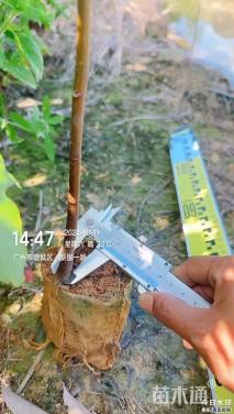0.7公分千年桐