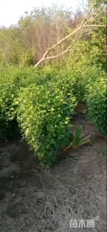 高度100厘米木槿球