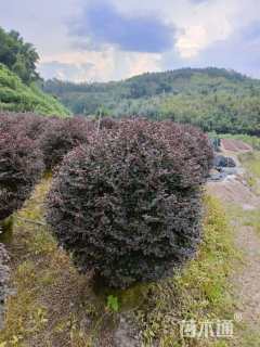 冠幅100厘米红花继木球