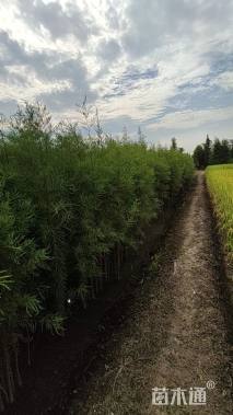 1公分落羽杉