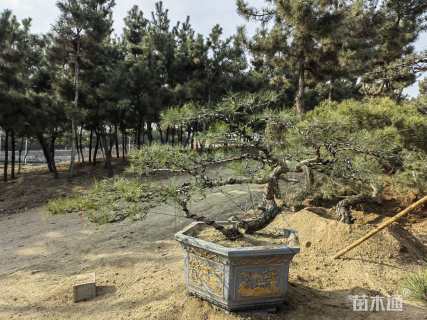 高度100厘米黑松