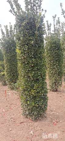 高度180厘米黄杨