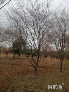 15公分日本红枫