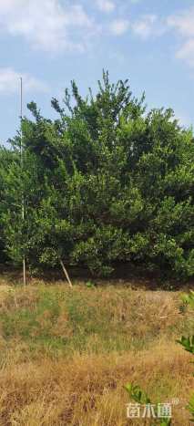 14公分橘树