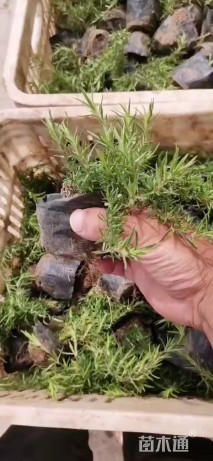 高度30厘米丛生福禄考