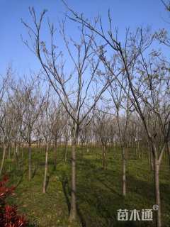 14公分黄山栾树