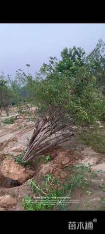 高度450厘米丛生金银木