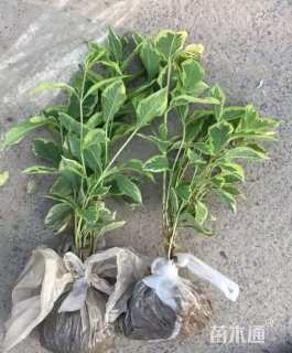 高度40厘米花叶锦带