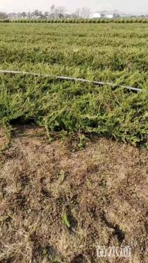 高度40厘米铺地柏