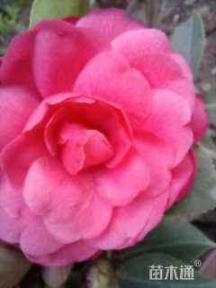 高度40厘米大花月季