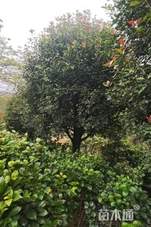8公分高杆红叶石楠